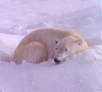 sleeping.jpg